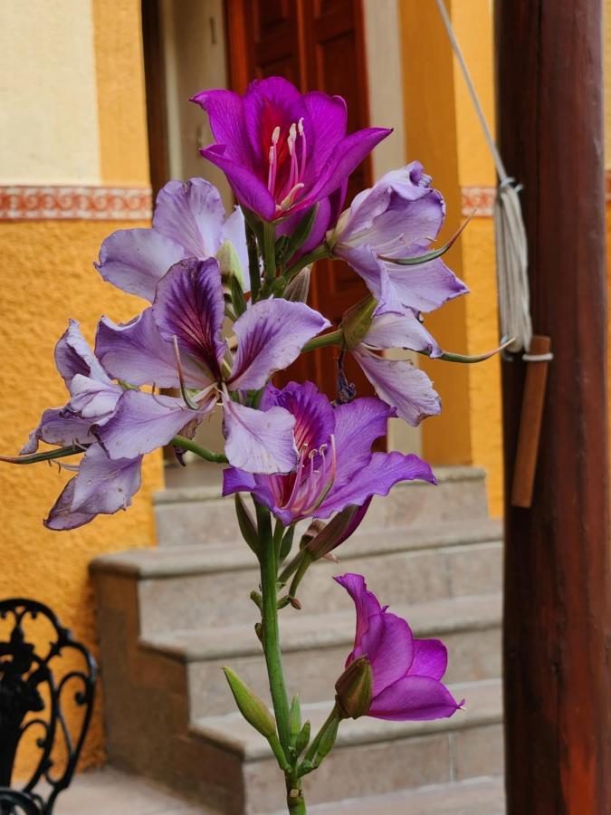 Casita Privada Del Chan Guanajuato Dış mekan fotoğraf